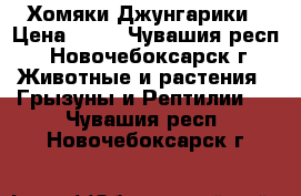 Хомяки Джунгарики › Цена ­ 50 - Чувашия респ., Новочебоксарск г. Животные и растения » Грызуны и Рептилии   . Чувашия респ.,Новочебоксарск г.